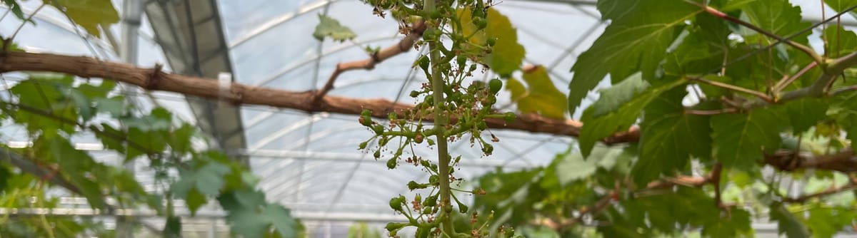 Penjarangan Dompol. Hari ke-36 Setelah Pruning Pembuahan
