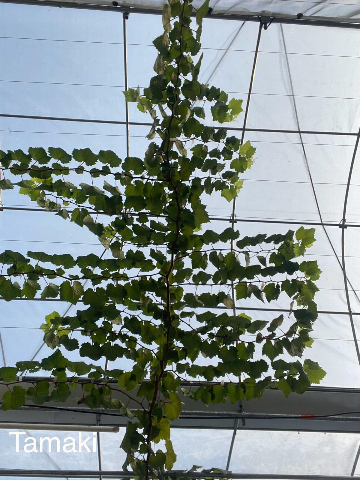 Batang Primer, Sekunder & Tersier