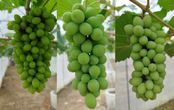 Lebih Jauh Dengan Anggur Arra 15, Tamaki dan Jupiter