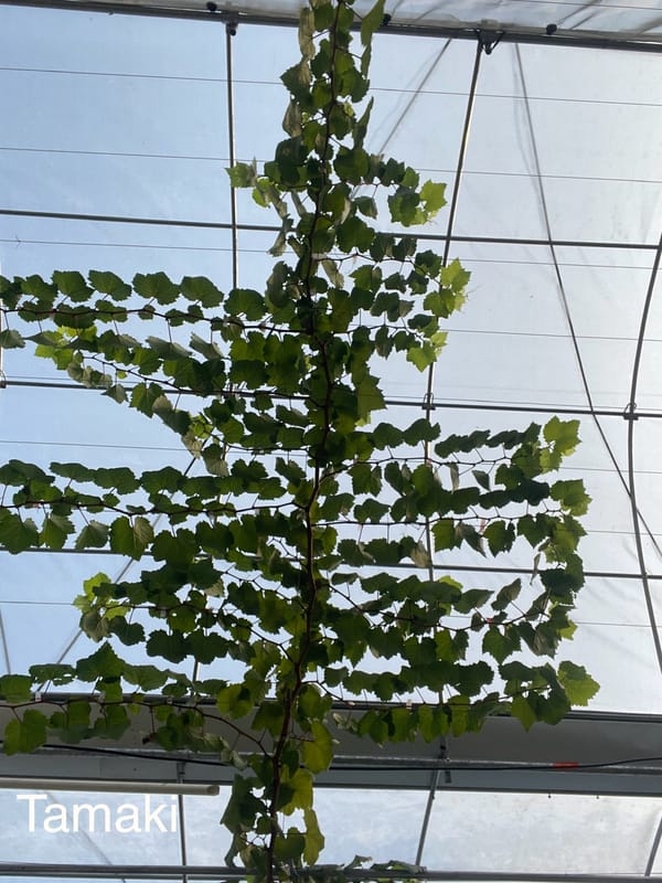 Batang Primer, Sekunder & Tersier